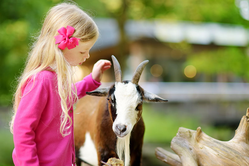 Ferien auf dem Bauernhof in Schleswig-Holstein